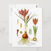 botanische illustratie briefkaart (Voorkant / Achterkant)