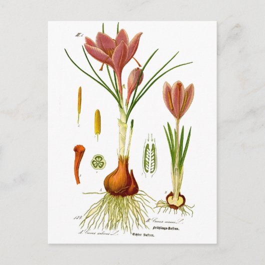 botanische illustratie briefkaart (Voorkant)