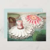  botanische illustratie briefkaart (Voorkant / Achterkant)