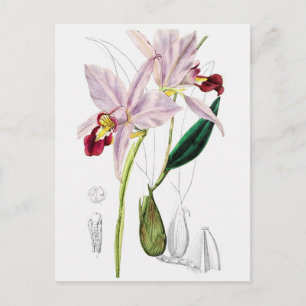  botanische illustratie briefkaart