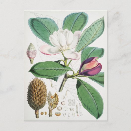  botanische illustratie briefkaart (Voorkant)