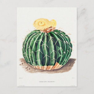  botanische illustratie briefkaart