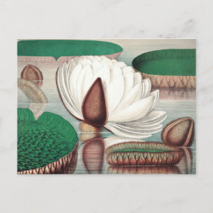 botanische illustratie briefkaart
