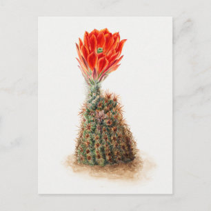  botanische illustratie briefkaart
