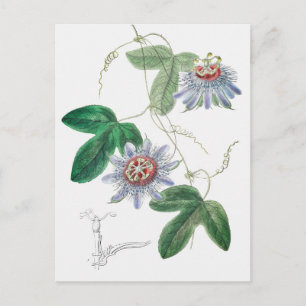 botanische illustratie briefkaart