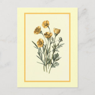 Botanische illustratie "Bulbous Crowfoot" Briefkaart