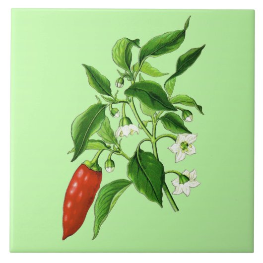botanische illustratie, Chili Pepper Tegeltje (Voorkant)