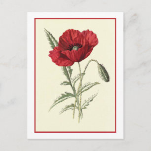 Botanische illustratie "Common Poppy" Briefkaart