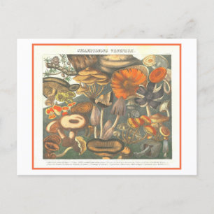 botanische illustratie giftige paddenstoelen briefkaart