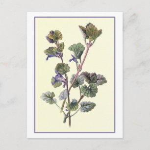 Botanische illustratie "Grond Ivy" Briefkaart