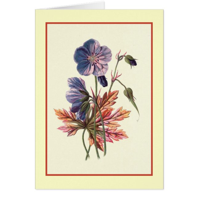 Botanische illustratie "Meadow Cranesbill" (Voorkant)