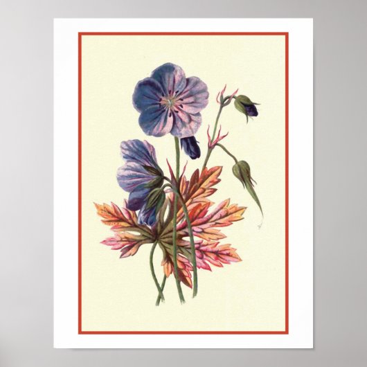 Botanische illustratie "Meadow Cranesbill" Poster (Voorkant)