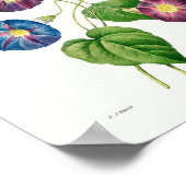  botanische illustratie Morning Glory Poster (Hoek)