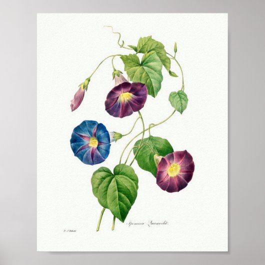  botanische illustratie Morning Glory Poster (Voorkant)