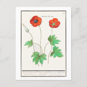 botanische illustratie papaverbloemen briefkaart