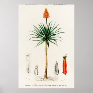 botanische illustratie poster