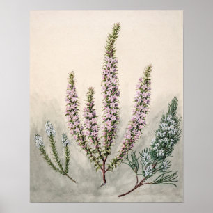  botanische illustratie poster