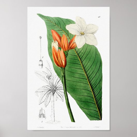 botanische illustratie poster (Voorkant)