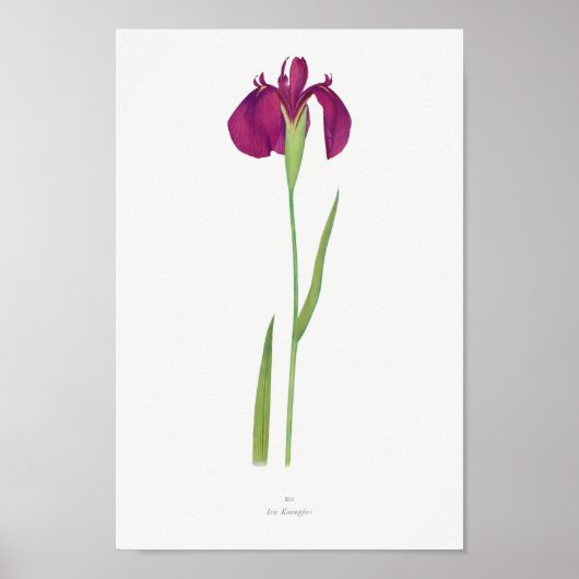 botanische illustratie poster (Voorkant)