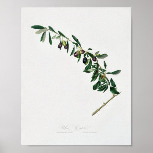  botanische illustratie poster