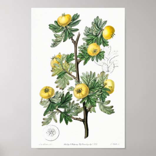 botanische illustratie poster (Voorkant)