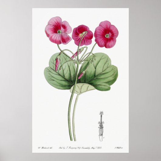  botanische illustratie poster (Voorkant)