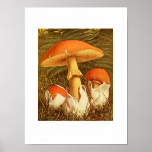  botanische illustratie poster