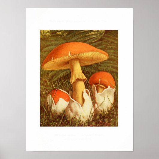  botanische illustratie poster (Voorkant)