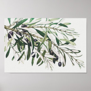  botanische illustratie poster