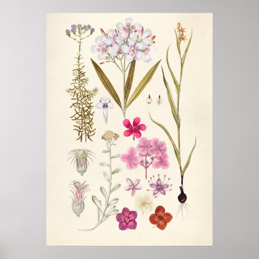  botanische illustratie poster (Voorkant)