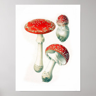  botanische illustratie poster