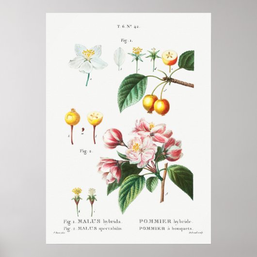 botanische illustratie poster (Voorkant)
