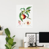  botanische illustratie poster (Thuiskantoor)