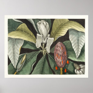  botanische illustratie poster