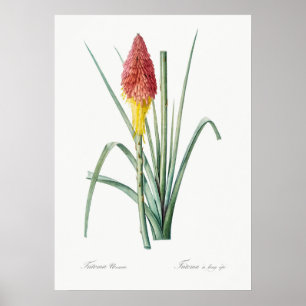  botanische illustratie poster
