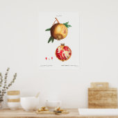 botanische illustratie poster (Keuken)