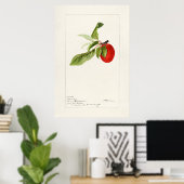  botanische illustratie poster (Thuiskantoor)