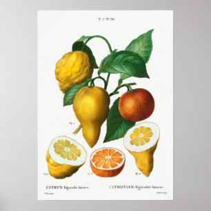  botanische illustratie poster