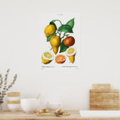  botanische illustratie poster (Keuken)