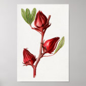 botanische illustratie poster (Voorkant)