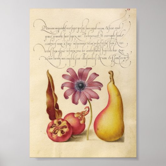  botanische illustratie poster (Voorkant)