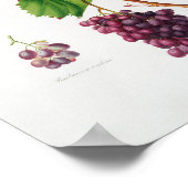 botanische illustratie poster (Hoek)