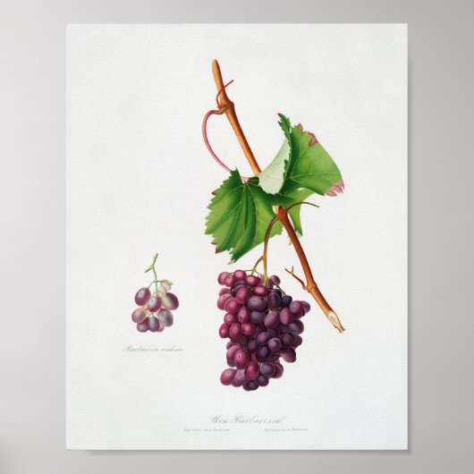 botanische illustratie poster (Voorkant)