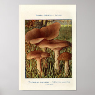  botanische illustratie poster