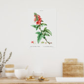 botanische illustratie poster (Keuken)