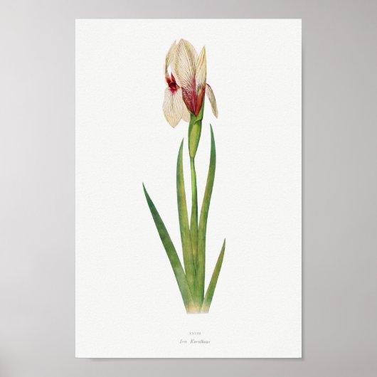 botanische illustratie poster (Voorkant)