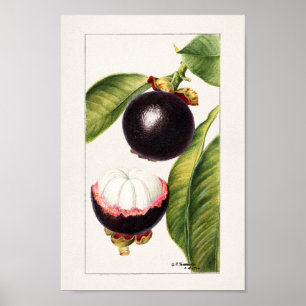  botanische illustratie poster