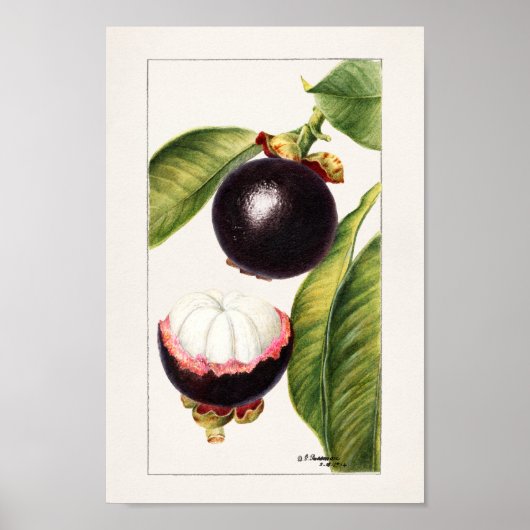 botanische illustratie poster (Voorkant)