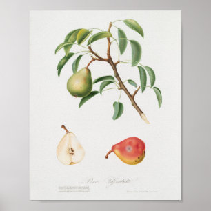 botanische illustratie poster