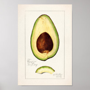  botanische illustratie poster